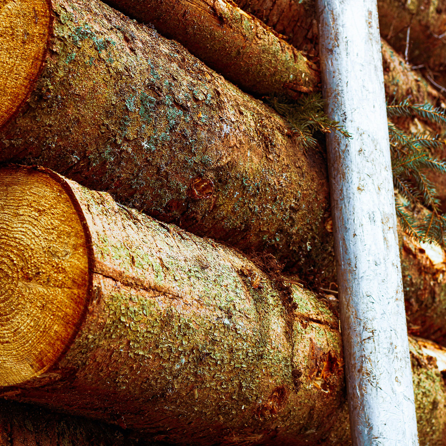 Main features of a Forestry Fleet Insurance policy